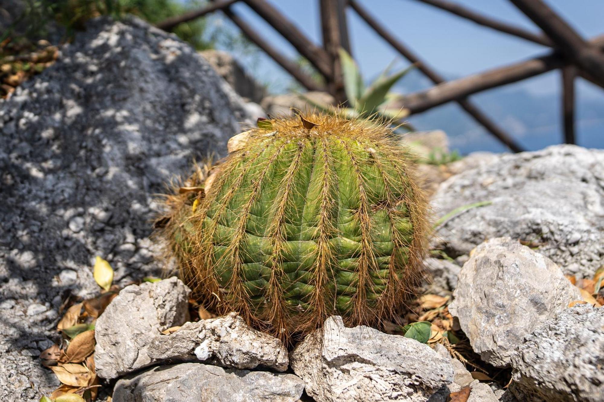 Tenuta Dell'Al.Ma. Amalfi Luaran gambar