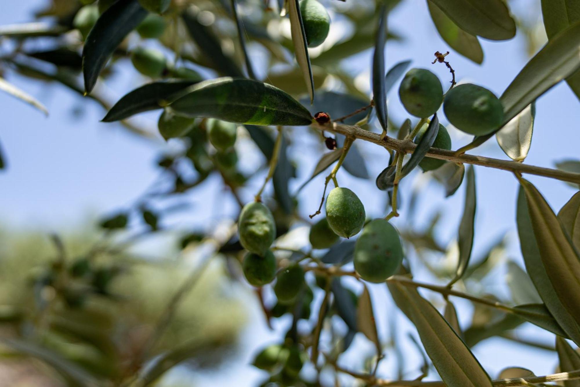 Tenuta Dell'Al.Ma. Amalfi Luaran gambar